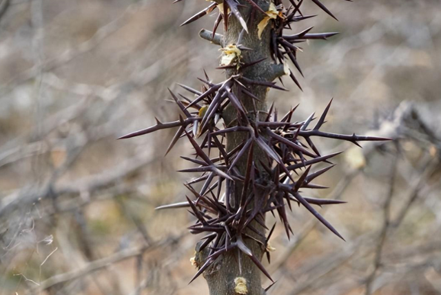 抗癌良药——皂角刺,托毒排脓,活血消痈,直击癌肿的草药