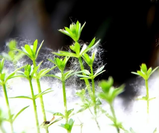 死不了但很折磨人的小病，而且有钱还治不了，网友：我真的崩溃了