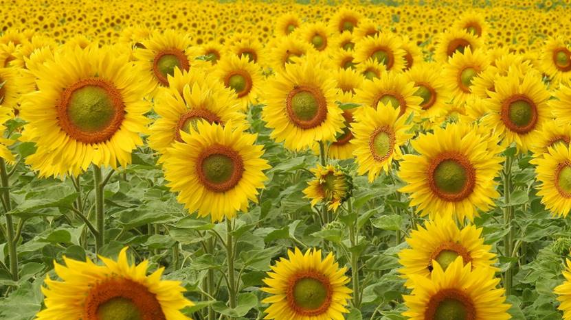 面对行业衰退,如何找到新的就业机会?