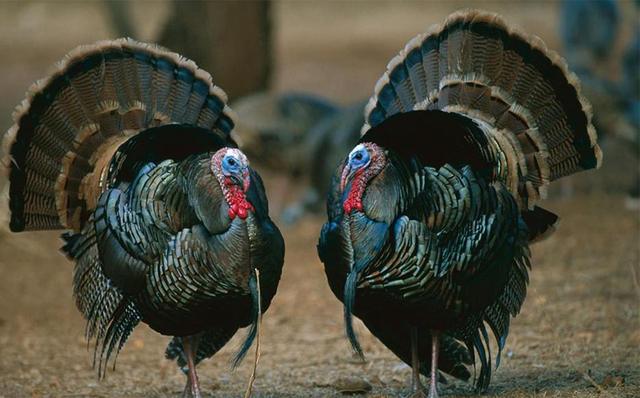 西方备受欢迎的火鸡,为啥中国却很少有人吃?甚至养都不愿意养?