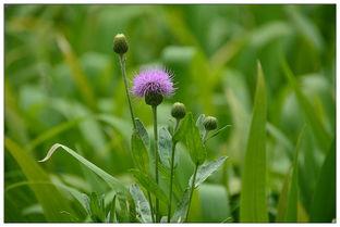 曾被农民当野菜吃,也是不可多得的高级补品,为何如今消失不见