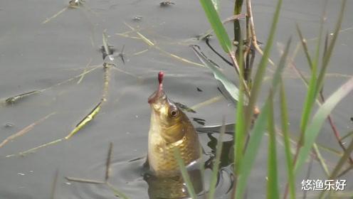 夏季钓鱼要重点关注温度和溶氧量,看看它们是如何影响你渔获的