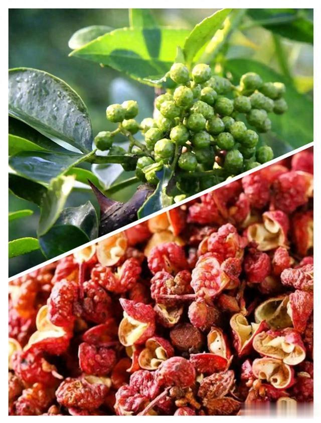 花椒怎么选？一看二闻三尝