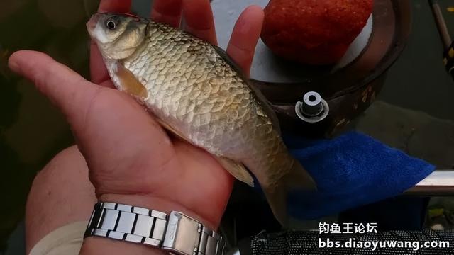 夜战，地狱猫再获鲤鲫