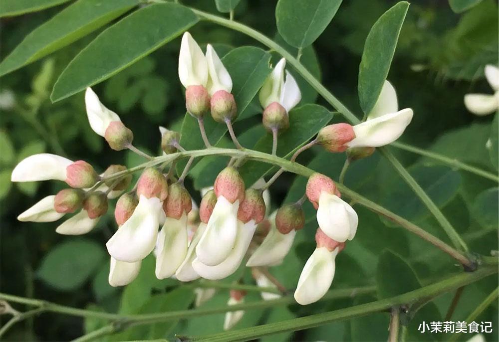 蒸槐花，最忌直接裹面上锅蒸，牢记“1放1窍门”，粒粒焦香不粘坨