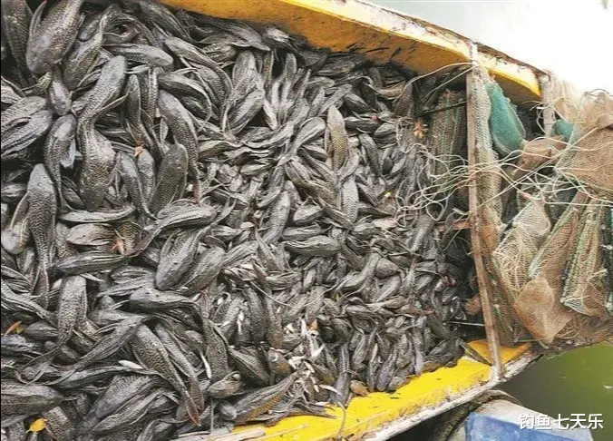 看了很上头!“清道夫”被做成美食,靠“吃”能解决泛滥的难题吗?