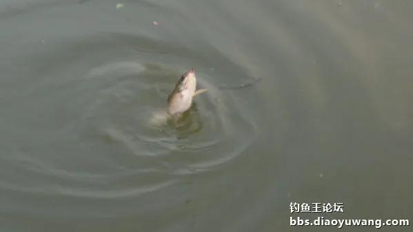 夜战，地狱猫再获鲤鲫