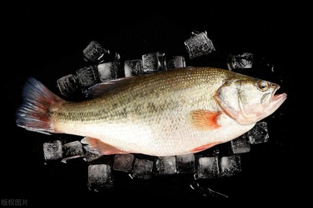 选购鲈鱼,挑大肚子还是小肚子?口感悬殊,明白再买不踩坑