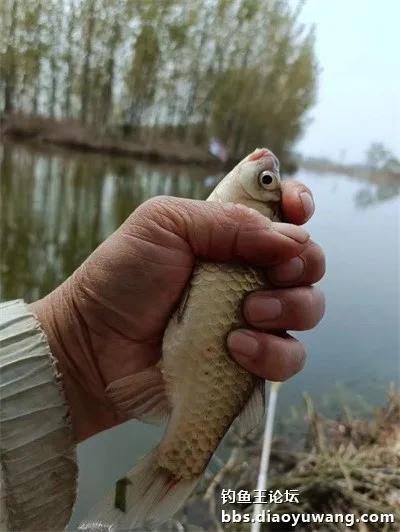 带上地狱猫，野钓有大鲫