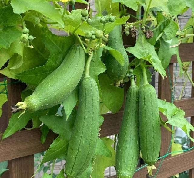 “9月吃一瓜,活到九十八”!入秋后,常吃这瓜,排毒养心又通便