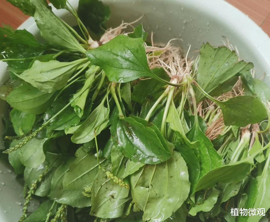 车前草,又名车轮菜、蛤蟆衣,有4大作用,价值极高,农民朋友要了解!