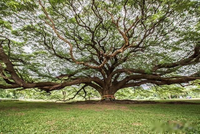 心理测试：你会选择在哪棵树下乘凉，测你在生活中容易失去什么？