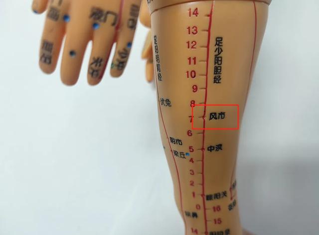 胆经堵,全身阻!1个动作2个穴,舒筋通络,改善头晕耳鸣