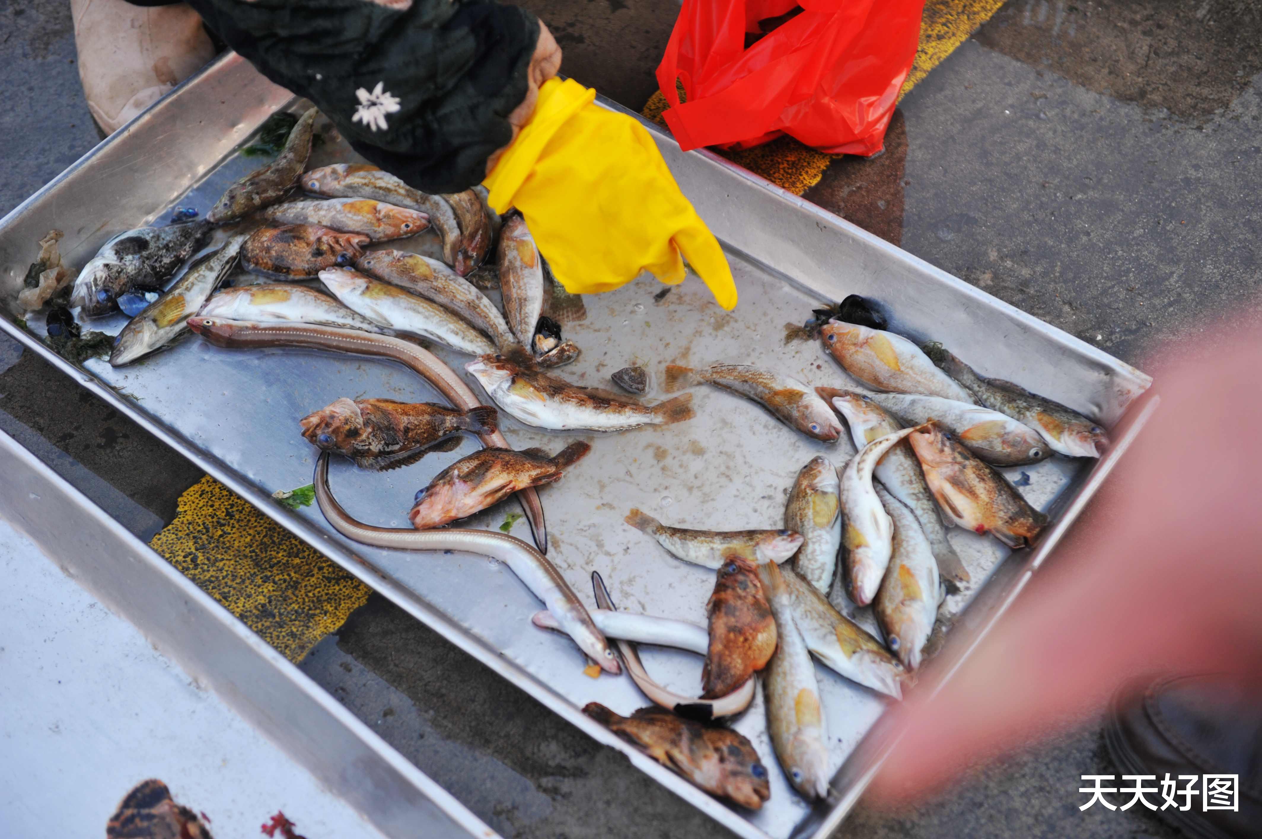 青岛春鲅鱼“失宠”，45一斤买的人太少，老渔民：三大原因真现实