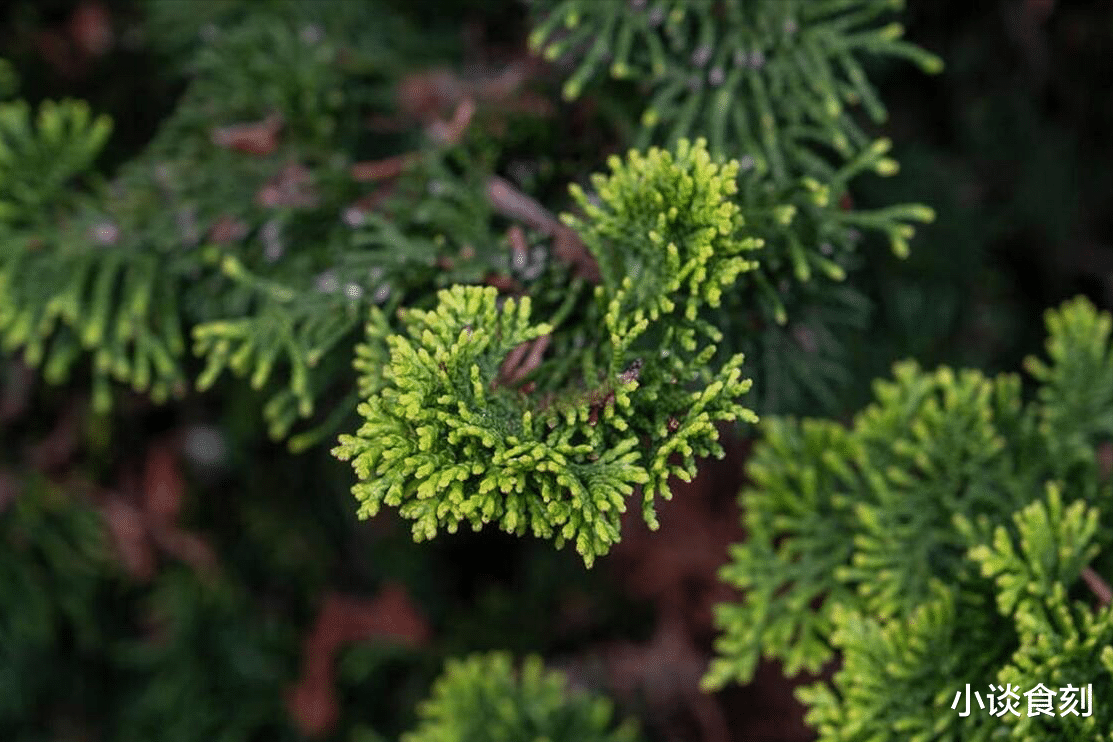 老人说“坟旁有三树，子孙辈辈富”，指哪3树？你家祖坟有吗？