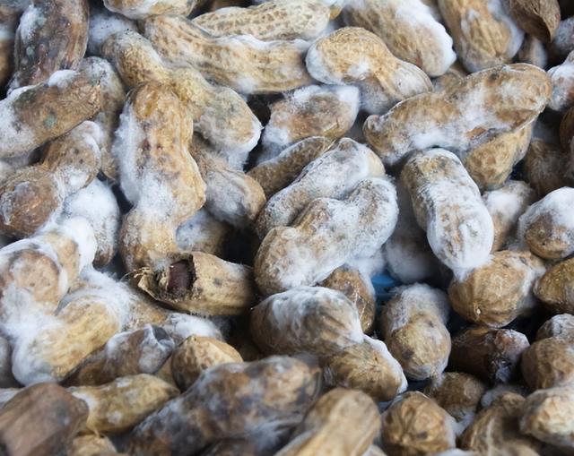 冷冻的馒头会致癌?超过三天就不能吃了?央视实验告诉你答案