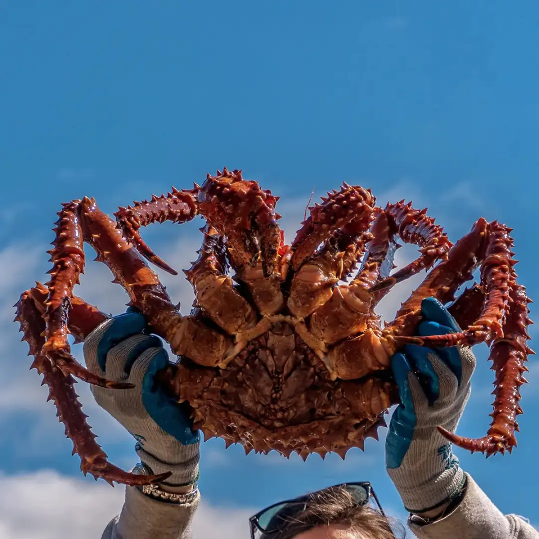 帝王蟹席卷南极，从引进到5000万只，每吃一只都是在拯救世界！