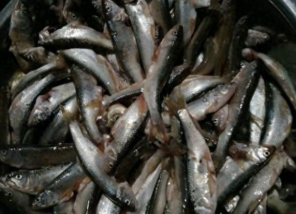 疯狂迷上钓小鱼,让我感受到无比的满足和乐趣!你有没有同感呢?