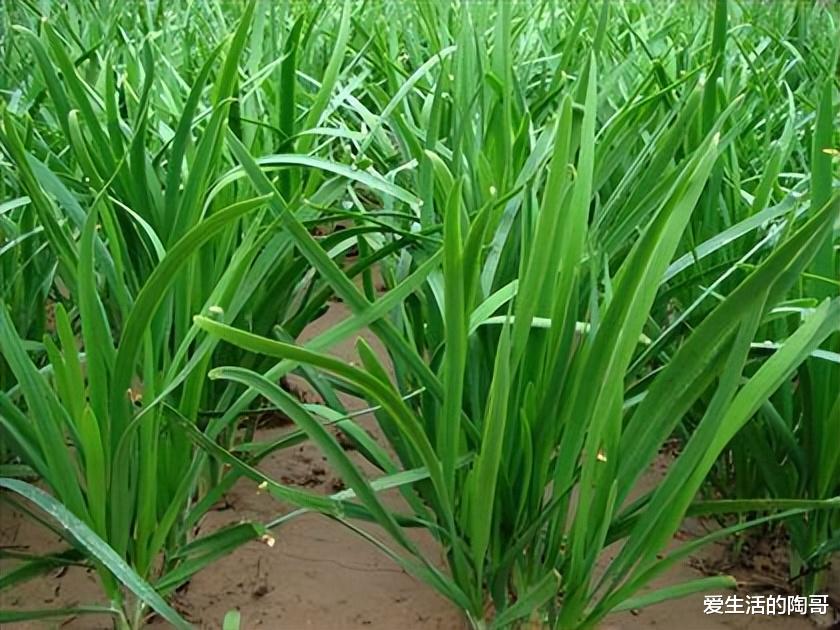 春季是“养肝黄金期”,4种绿叶菜别错过