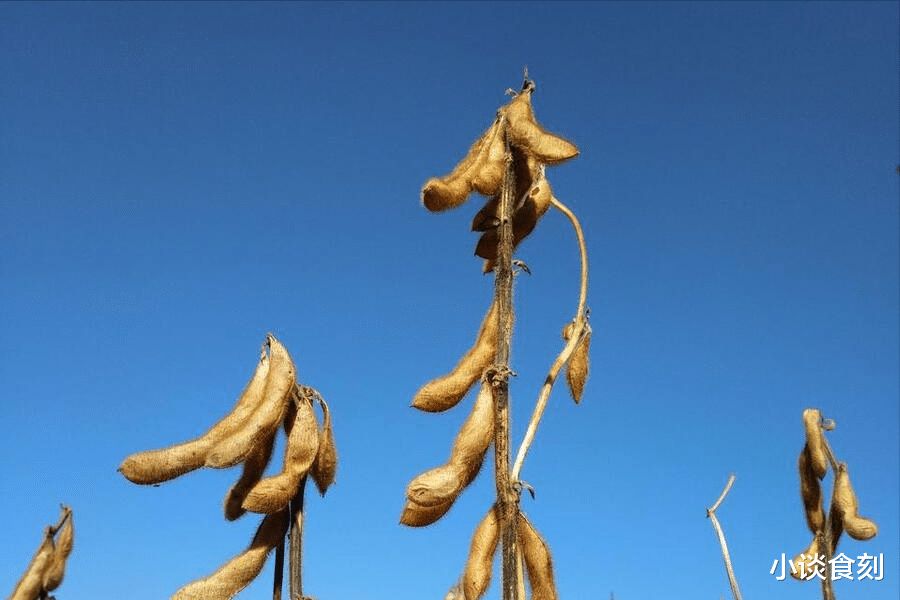 下周三立秋节气，哪些菜要抓紧采收？哪些菜赶紧下种？答案来了