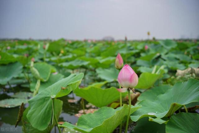 快到中伏,中伏要三忌、三宜、三秘诀,早知道早好,过好最热20天