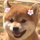 尘厉吱吱的奇妙