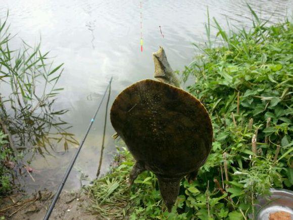 在江苏,有一位钓友频繁钓到王八,很是感觉困惑,怎么解决?