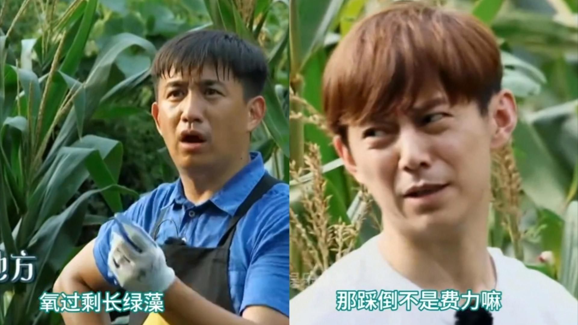 何炅“捧杀”计划完美落幕，黄磊一家全部塌房，里子面子全丢了！