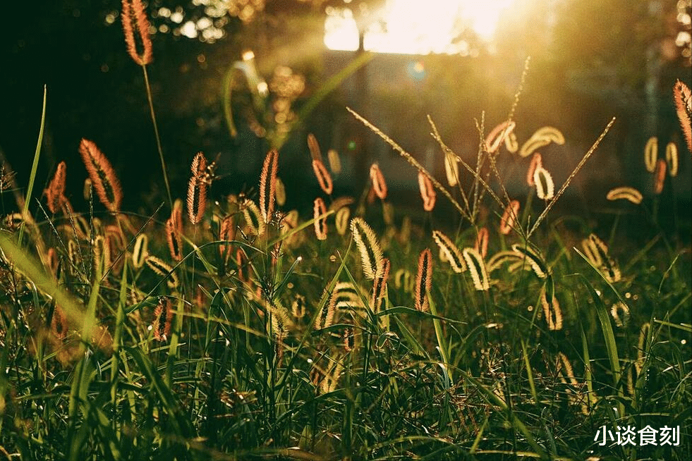 “出伏不吃酸,走路打蹿蹿”,出伏5种“酸果”记得吃,收敛阳气
