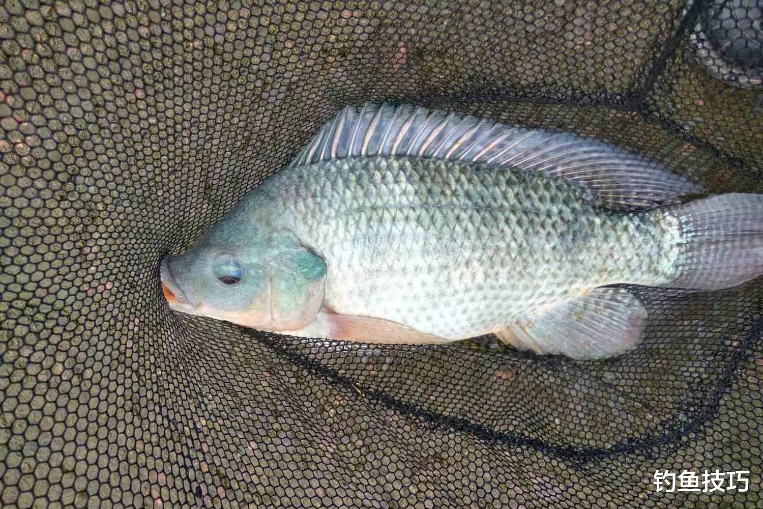 春季钓轻口罗非鱼的4个要领,提高中鱼率