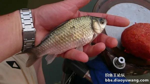 夜战，地狱猫再获鲤鲫