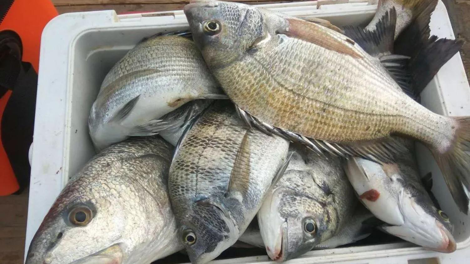 海钓虾饵的4种用法，垂钓效果的对比分析