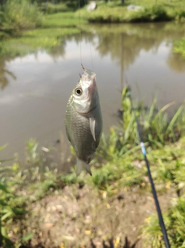 七月来临，钓鱼人要选择正确的作钓时间。上鱼多，人不累才是上策