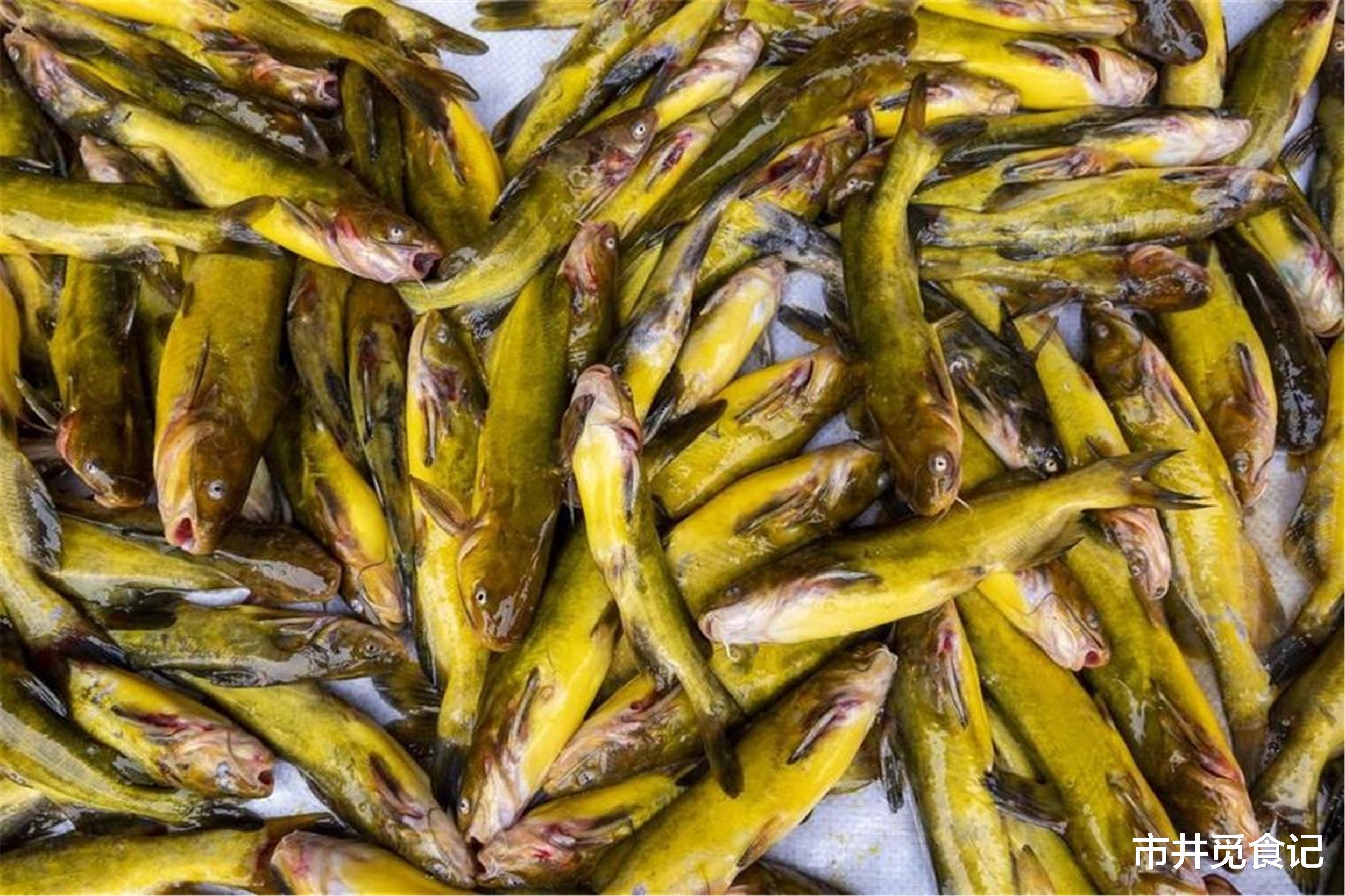 钓友评选“10大好吃”的淡水鱼，品种小众，网友：一大半都没吃过