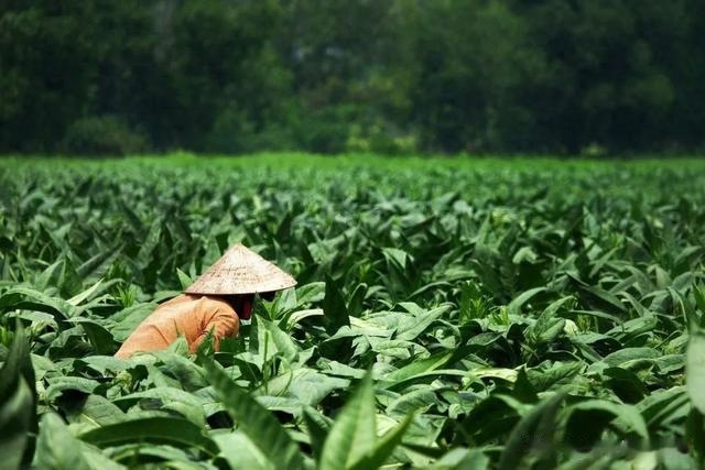 想进烟草系统，看看录用条件，下半年可以报考！
