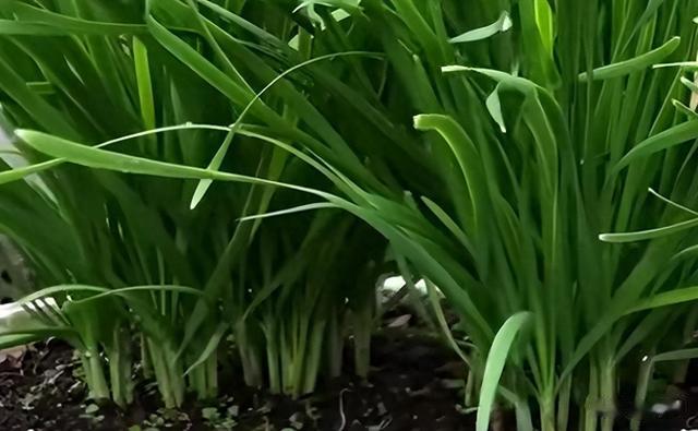 夏天到了,这3菜2果建议不要买,难吃还贵,菜贩子自己可能都不吃