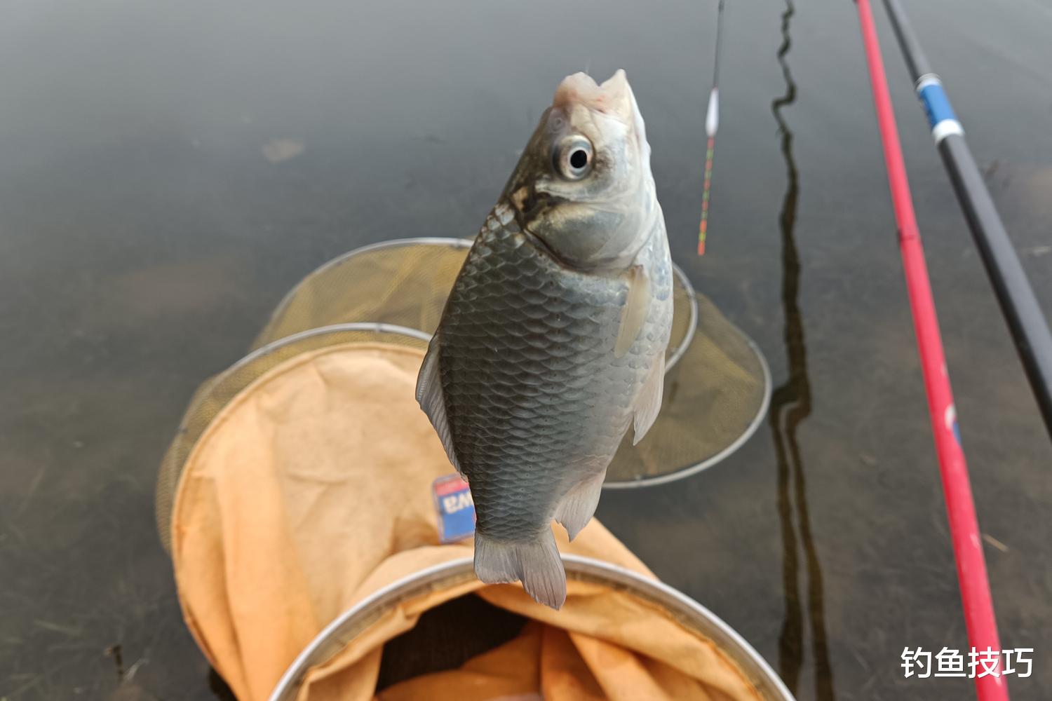 春季浅滩钓鲫鱼的5个要领，掌握以后钓得多