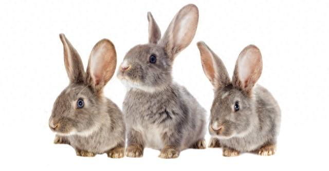 生肖兔的三大贵人生肖是谁？他们如何助力事业兴旺，风生水起？
