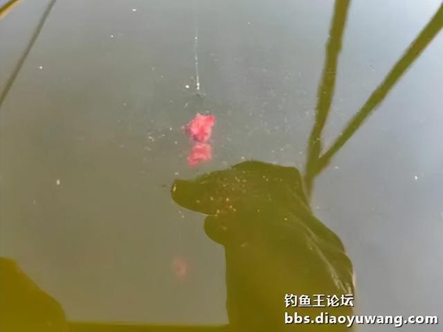 春钓浅滩，带包地狱猫就够了