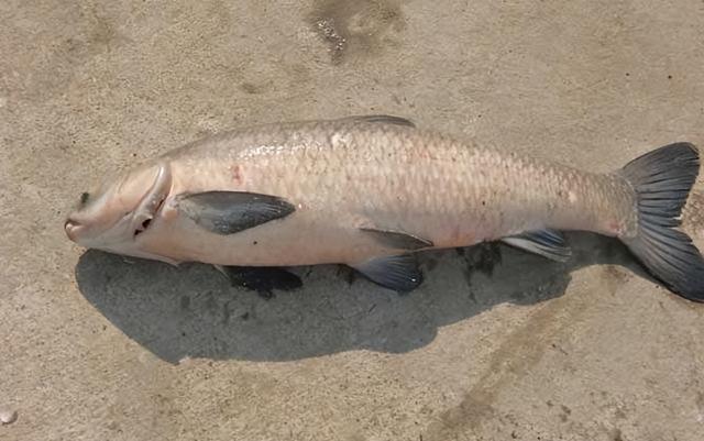 无奈！162斤巨青在上海被英国人钓到，国内9000万钓鱼人脸红不？