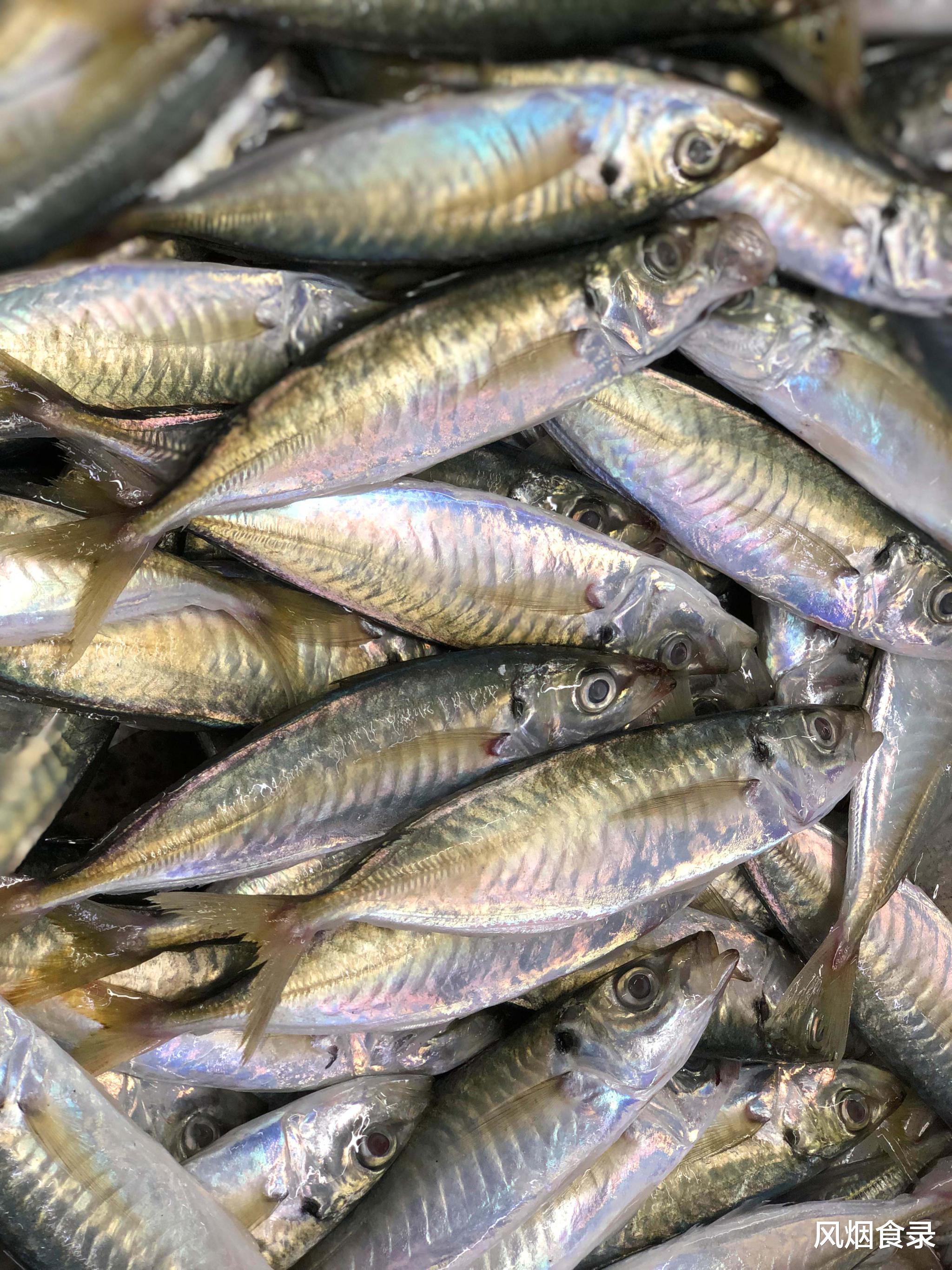 7月,吃什么海鲜?老渔民推荐这10种,新鲜,肥美,错过再等一年