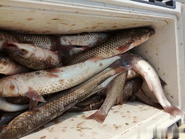 为什么,越来越多的钓鱼人,不把渔获当回事了?