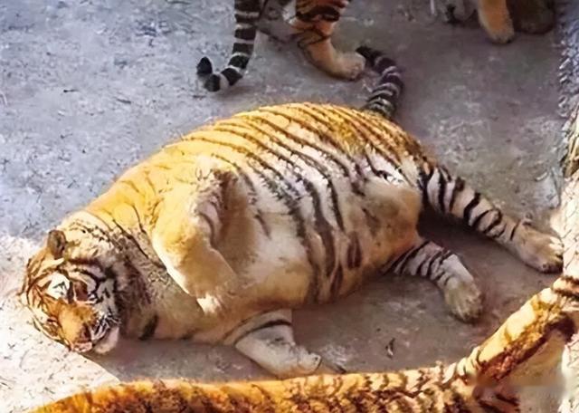 话说形意拳门之真谛精编之腹动肠鸣