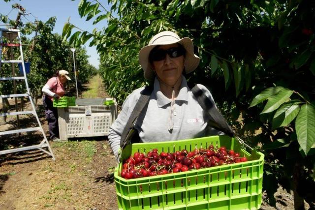 为什么加拿大、美国、智利的车厘子海运一个月，到我国都不烂呢？