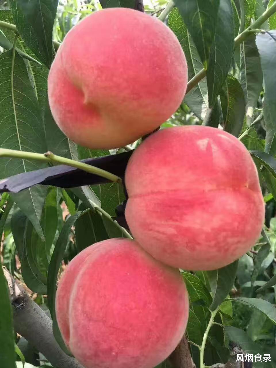 中国哪里的“桃”最好吃？经过评选，这10个地方上榜，有你家乡吗