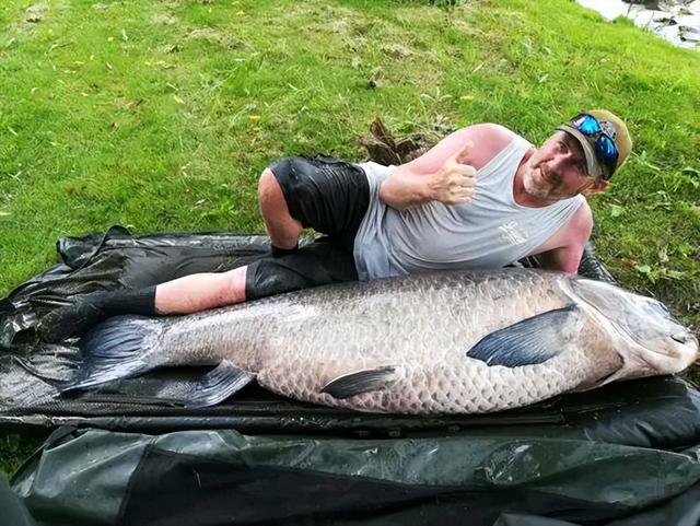 无奈！162斤巨青在上海被英国人钓到，国内9000万钓鱼人脸红不？