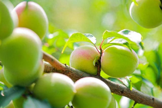 夏天，这食材我一买就是十斤，人人笑我颠，我笑他人不识好东西！