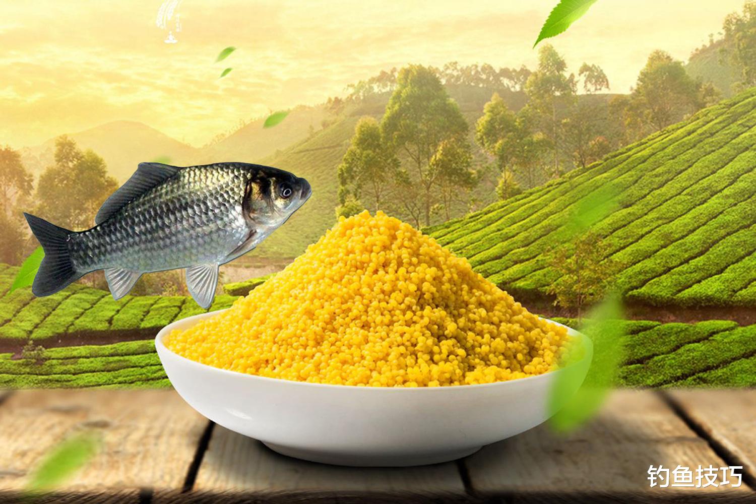 酒米和粉饵哪个打窝效果好？诱鱼效果对比