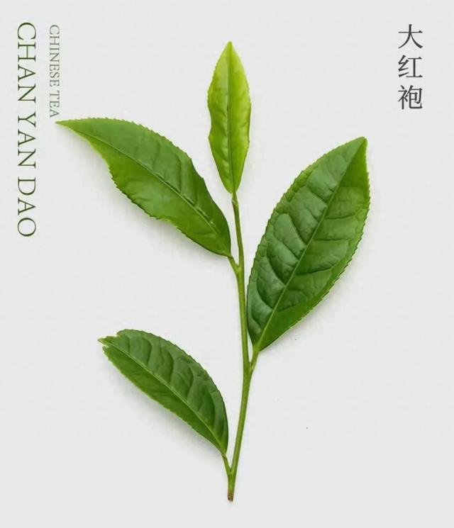 各大鲜叶代表名茶