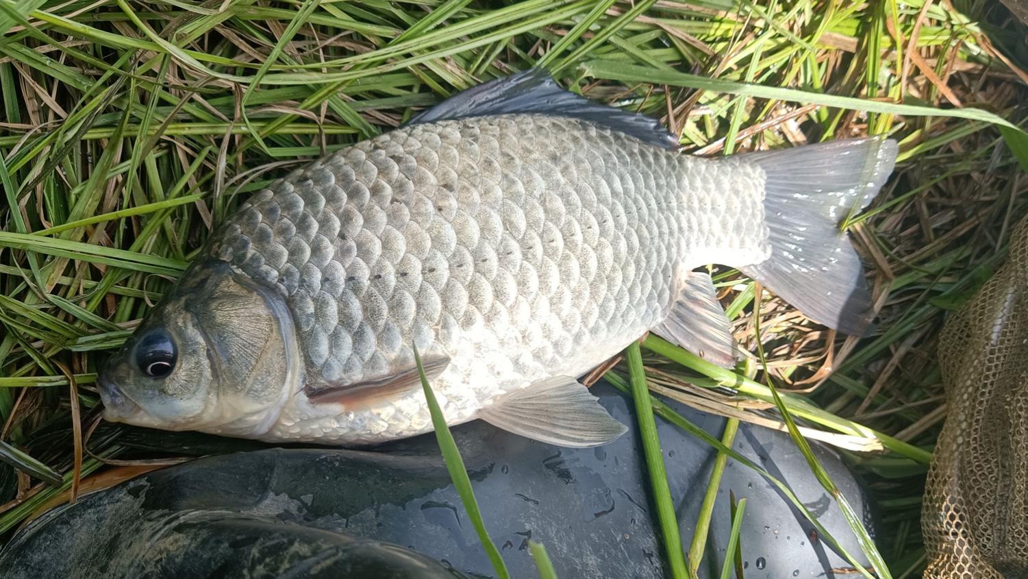 初春鲫鱼钓深还是钓浅？春钓鲫鱼的深浅规律